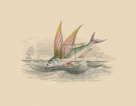 Flying Fish II art print