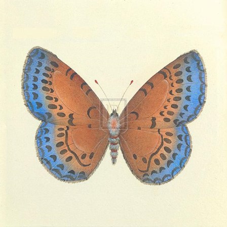 Butterfly III by Sophie Golaz art print