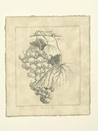 Vintage Chasselas Dore by Duhammel art print