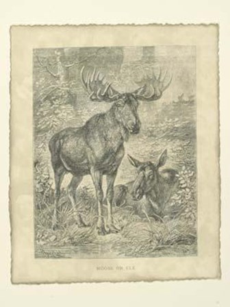 Vintage Moose Or Elk by Friedrich Specht art print