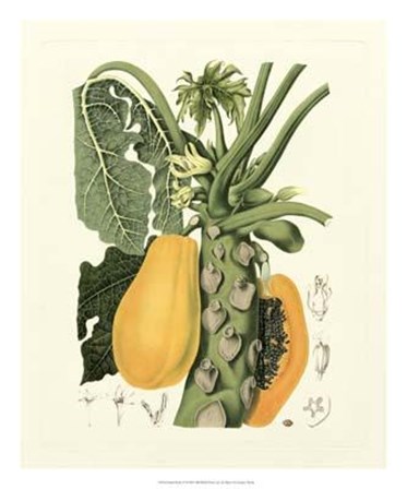 Island Fruits IV by Berthe Hoola Van Nooten art print