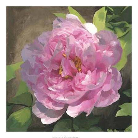 Peony In Pink I by Megan Meagher art print