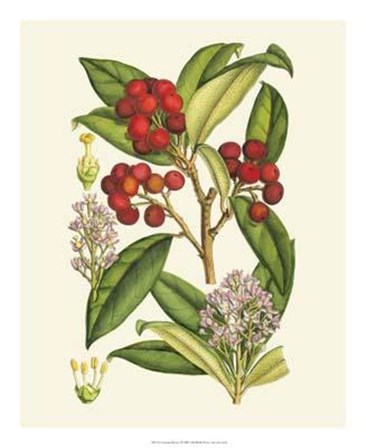 Crimson Berries I art print