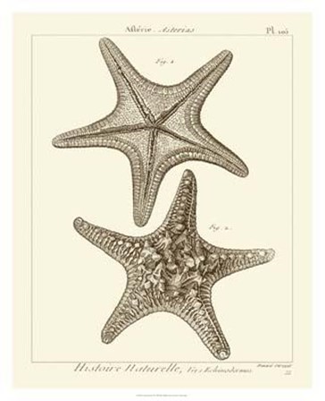 Striking Starfish II art print