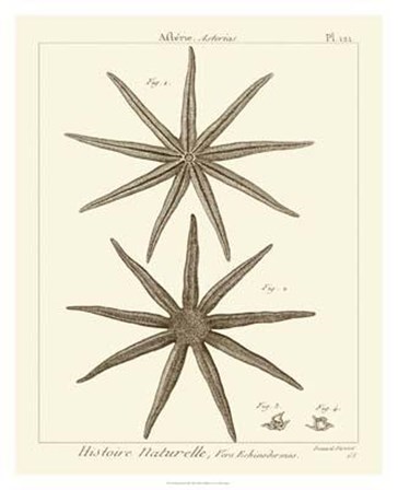 Striking Starfish III art print