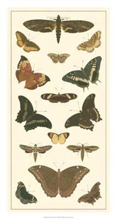Butterfly Panel II by Pieter Cramer art print