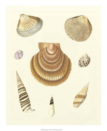 Knorr Shells V art print
