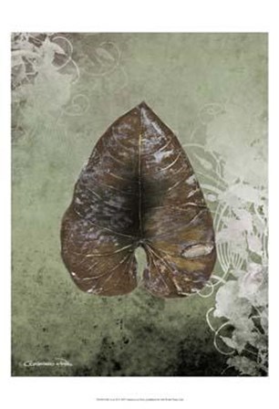 Dry Leaf II by Patricia Pinto art print
