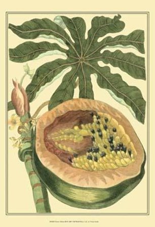 Exotic Melons III art print