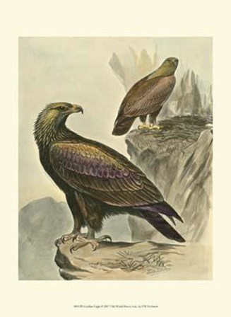 Golden Eagle by F.W. Frohawk art print