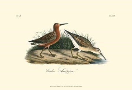 Curlew Sandpiper by John James Audubon art print