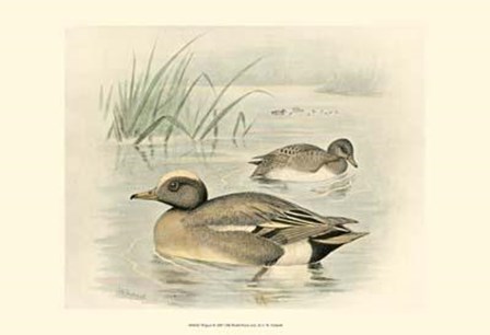 Wigeon by F.W. Frohawk art print