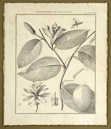 Vintage Botanical Study III by Charles Francois Sellier art print