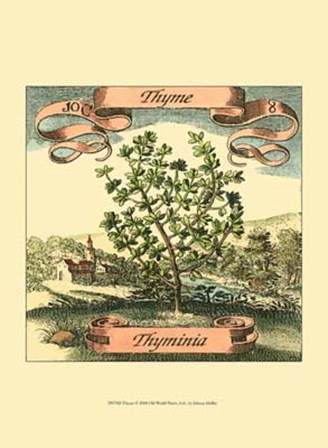 Thyme by Johan Theodore De Bry art print