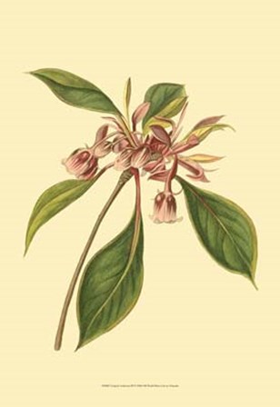Tropical Ambrosia III by George Edwards art print
