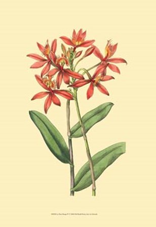 Le Fleur Rouge IV by George Edwards art print