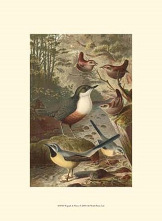 Wagtails and Wrens art print