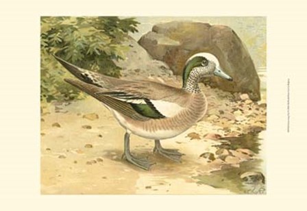 Green-wing Teal by John L. Ridgway art print