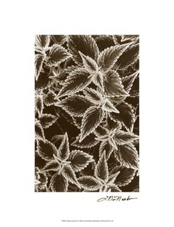 Garden Textures III by Laura Denardo art print