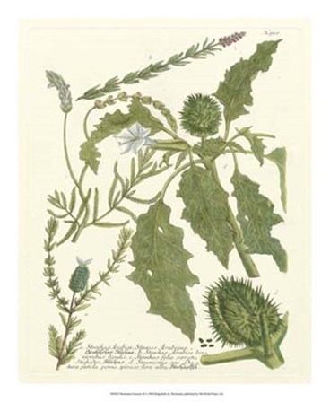 Greenery II by Johann Wilhelm Weinmann art print