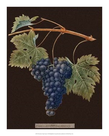 Purple Grapes by George Brookshaw art print