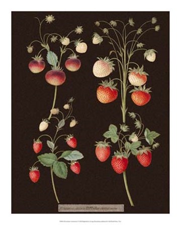 Strawberries by George Brookshaw art print