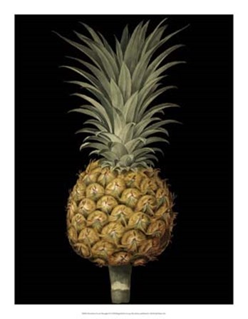 Brookshaw Exotic Pineapple II by George Brookshaw art print