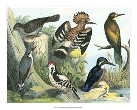 Avian Collection II art print