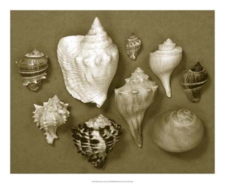 Shell Collector Series I by Renee Stramel art print