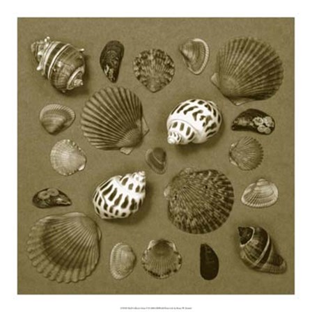 Shell Collector Series V by Renee Stramel art print