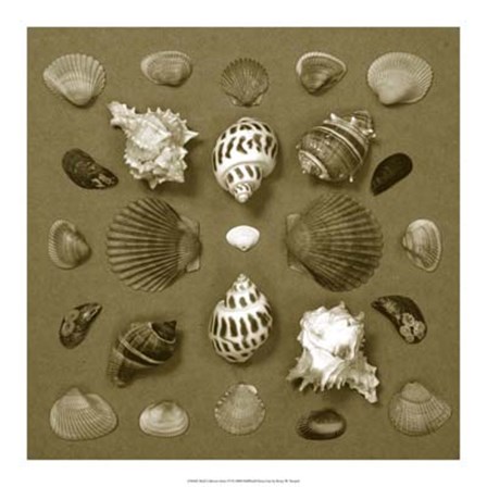 Shell Collector Series VI by Renee Stramel art print