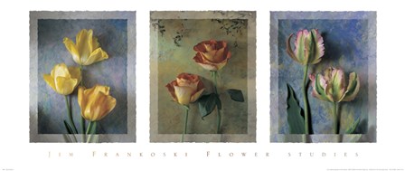 Flower Studies I by Jim Frankoski art print