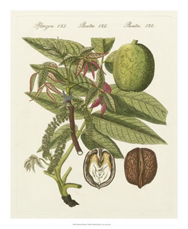 Bertuch Walnut by Bertuch art print
