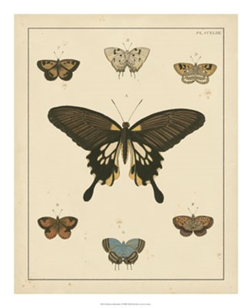 Heirloom Butterflies I by Pieter Cramer art print