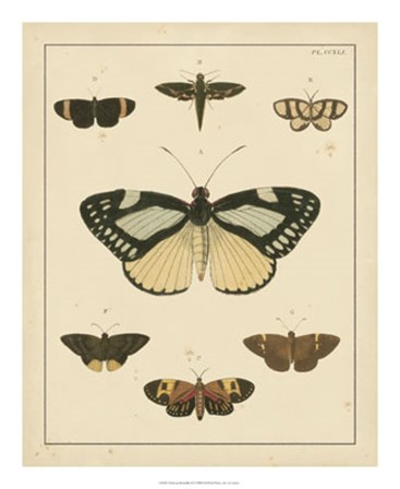 Heirloom Butterflies II by Pieter Cramer art print