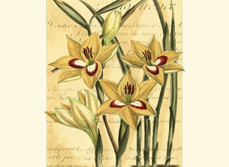 French Gladiola by Samuel Curtis art print