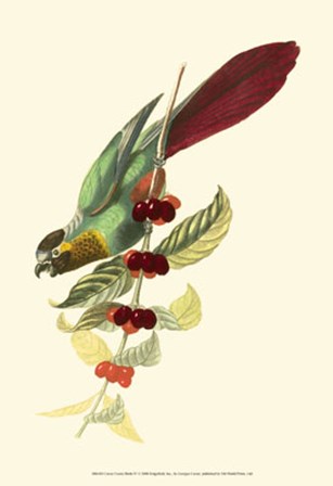 Cuvier Exotic Birds IV by Baron cuvier Georges art print