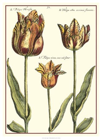 De Passe Tulipa I by Crispin Van Der Passe art print