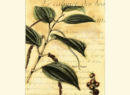 Black Pepper by Walter H. Fitch art print