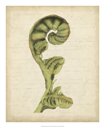 Fiddlehead Ferns I by Jennifer Goldberger art print