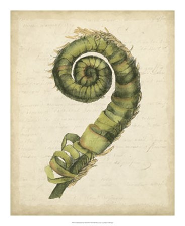 Fiddlehead Ferns II by Jennifer Goldberger art print