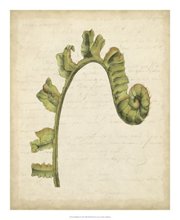 Fiddlehead Ferns III by Jennifer Goldberger art print