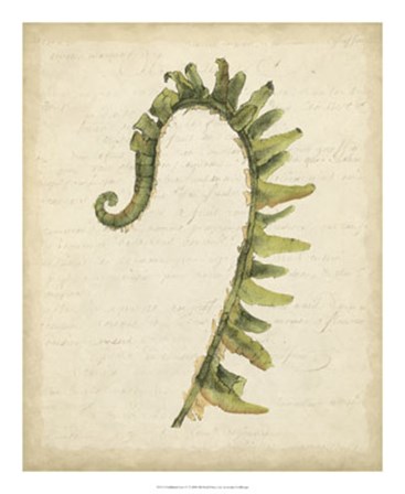 Fiddlehead Ferns IV by Jennifer Goldberger art print