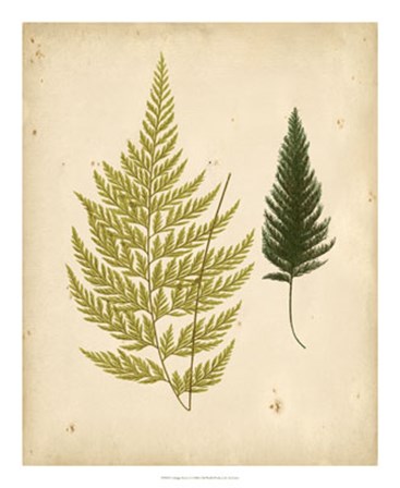 Cottage Ferns I by E.J. Lowe art print