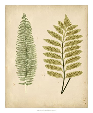Cottage Ferns II by E.J. Lowe art print
