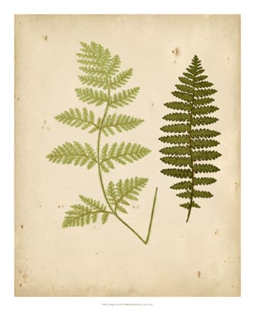 Cottage Ferns III by E.J. Lowe art print