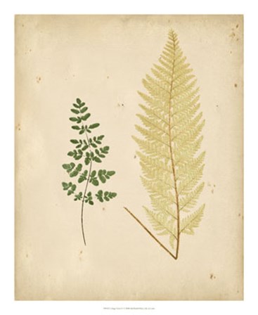 Cottage Ferns IV by E.J. Lowe art print