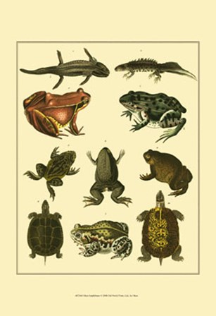 Amphibians by Oken art print