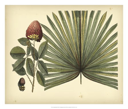 Antique Brazilian Palm by Sir Hans Sloane art print