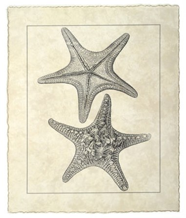 Vintage Starfish II by Vision Studio art print